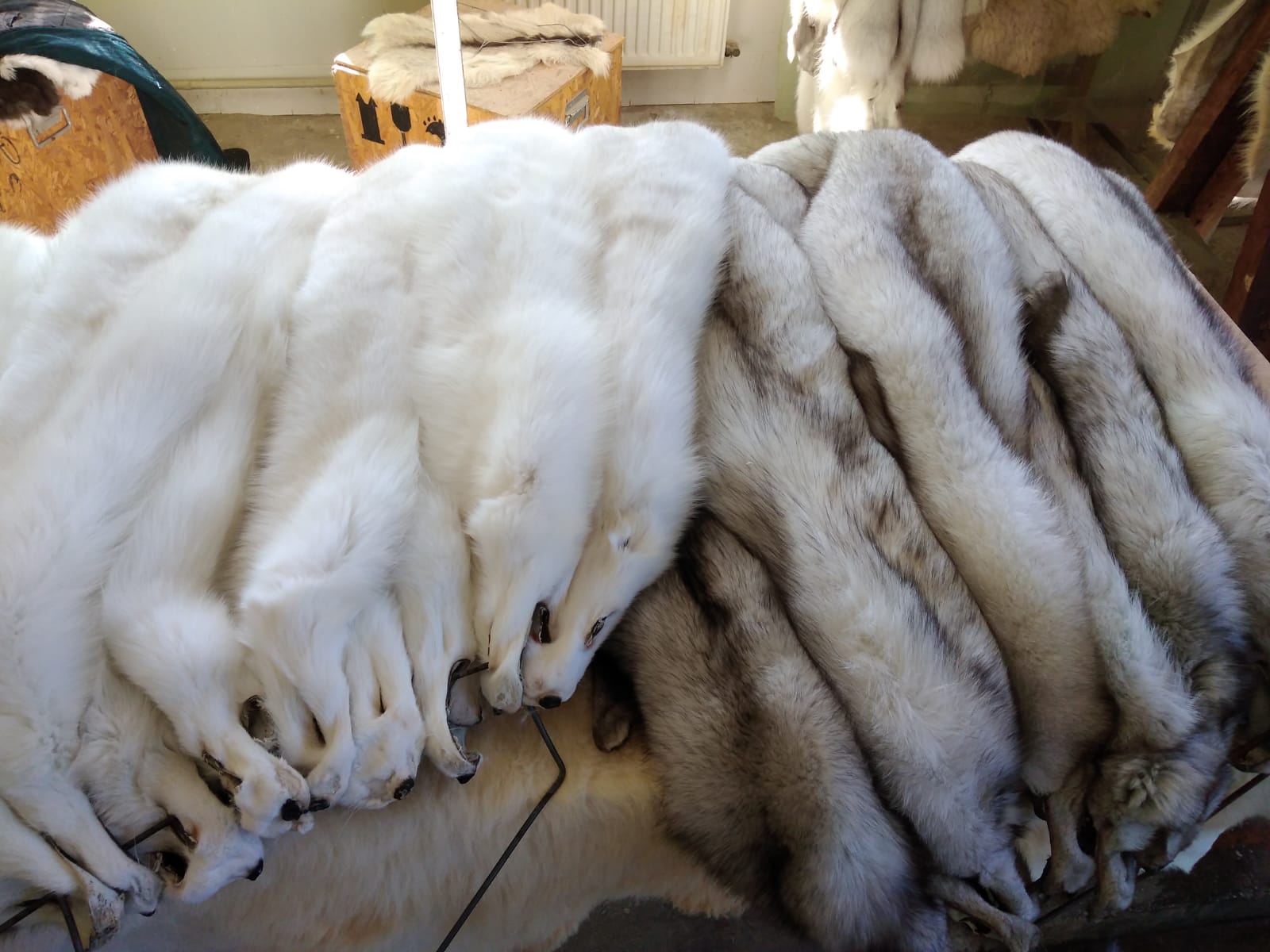 Breeding fox furs